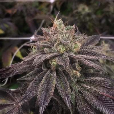 Pheno Finder Seeds - StarCake