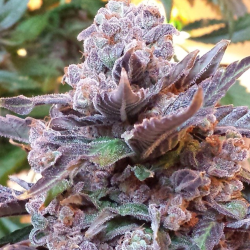 Pheno Finder Seeds - Purple Strawberry Bliss