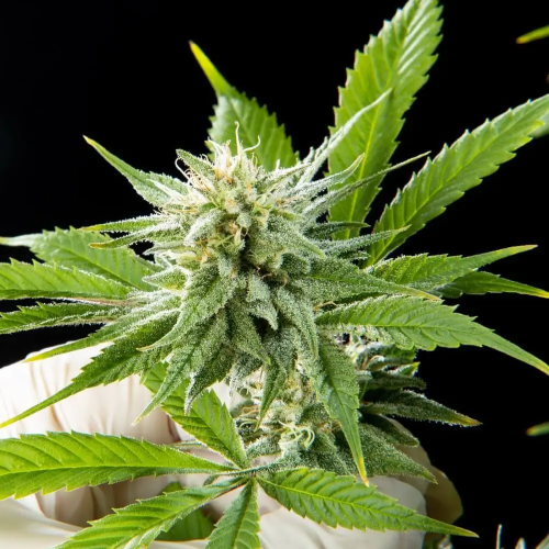 Philosopher Seeds - Pure CBD Punch