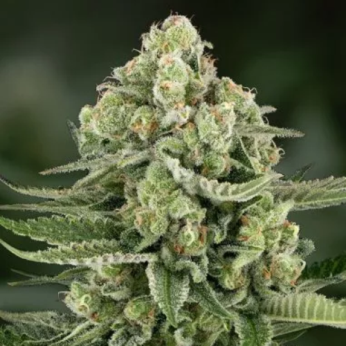 PowerStrains - 5Star Apple Fritter Auto