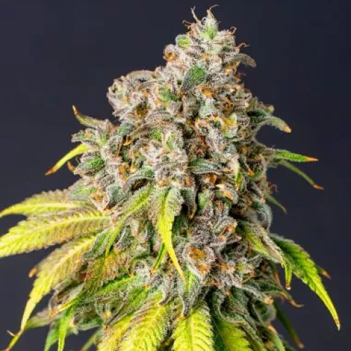 PowerStrains - 60 Day Grapefruit Auto