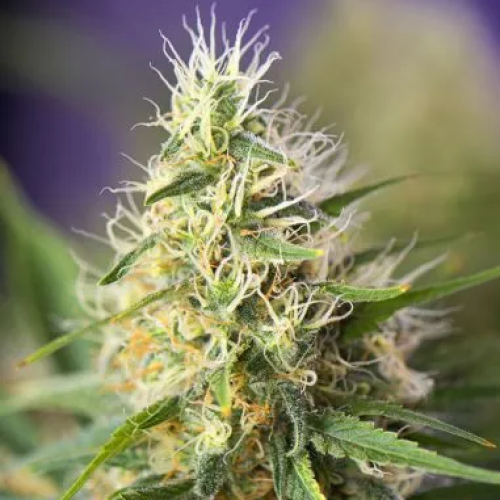 PowerStrains - Amnesia Haze