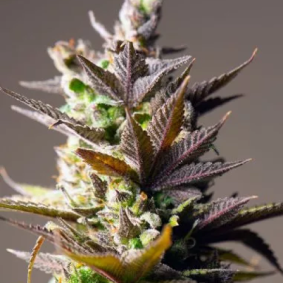 PowerStrains – Cookie Mint (VÝPREDAJ)