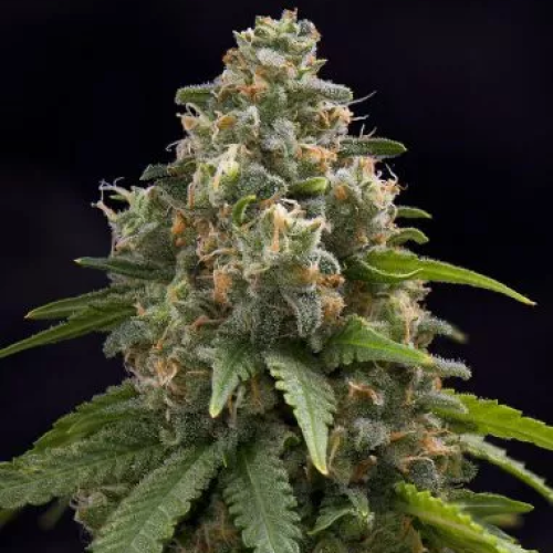 PowerStrains - Creamy Caramel F1 Early