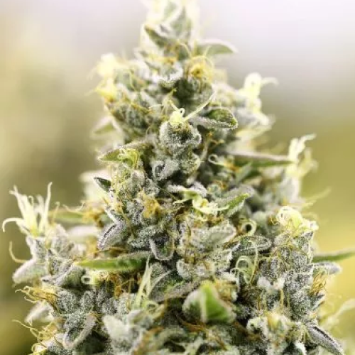 PowerStrains - Gelato Auto