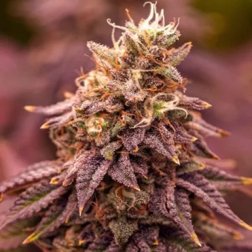 PowerStrains - 5Star Berry Moonrocks XL Auto