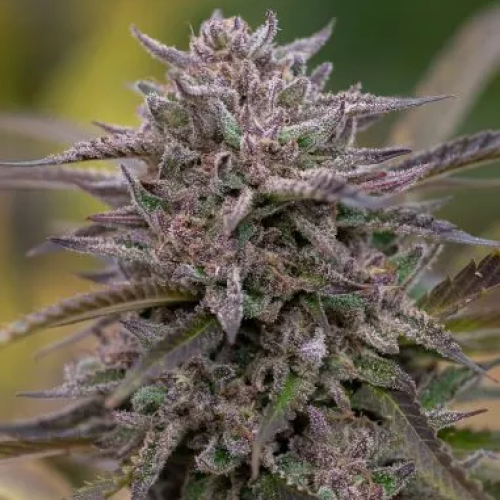 PowerStrains - 5Star Pink Runtz