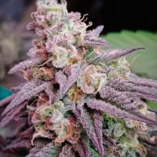 PowerStrains - 5Star Pink Runtz Auto