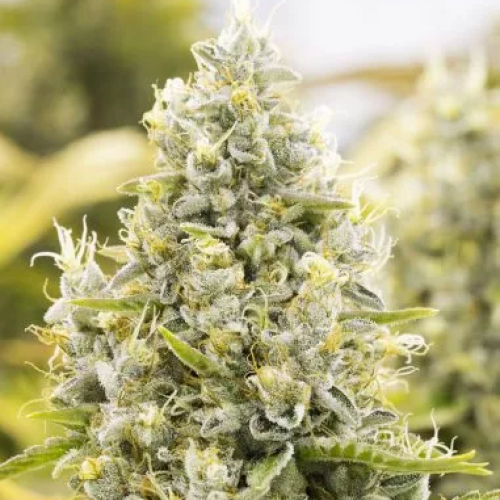 PowerStrains - Gorilla Glue Auto