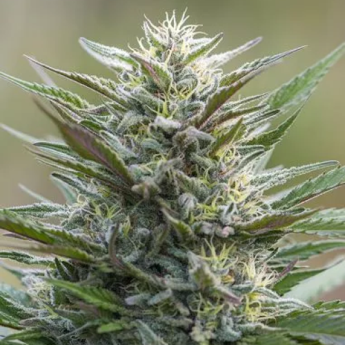 PowerStrains - Sleep Well