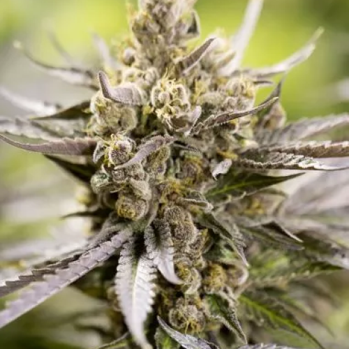 PowerStrains - Watermelon Auto