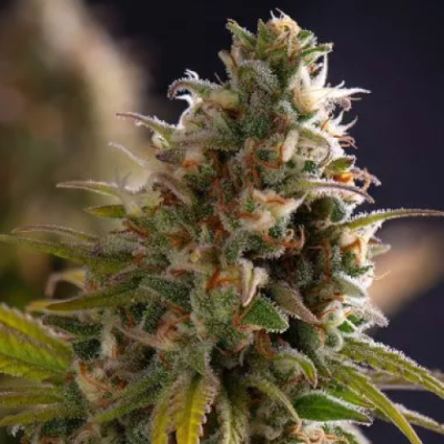 PowerStrains - Wedding Cake