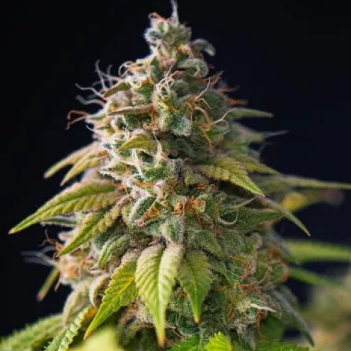 PowerStrains - Gorilla Zkittlez