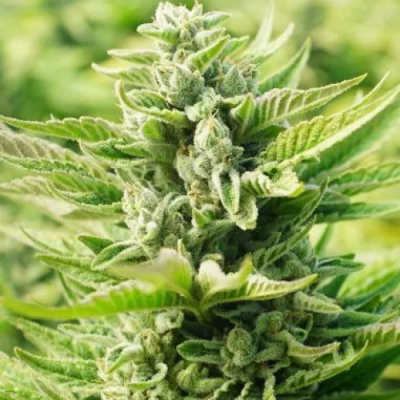 PowerStrains - OG Kush Original