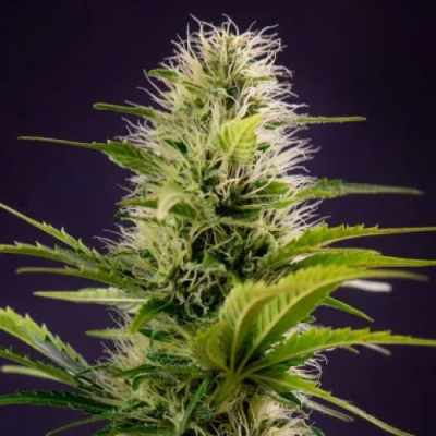 PowerStrains - Silver Haze Original