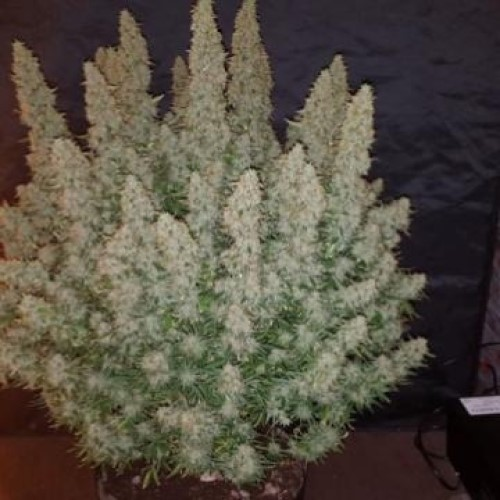 Phoenix Seeds - Big Yield Auto