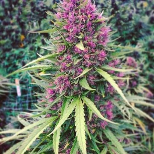 Phoenix Seeds - Good Shit
