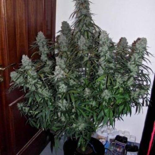Phoenix Seeds - Quick Flowering THC