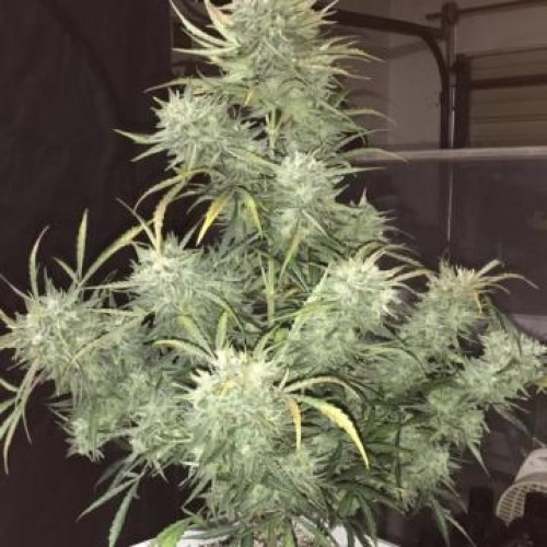 Phoenix Seeds - Strong Stuff Auto