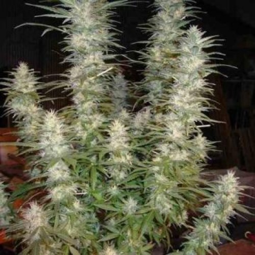 Phoenix Seeds - White Widow