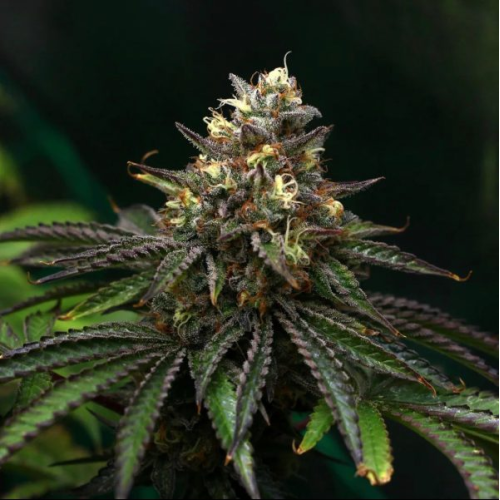 Propaganja Seeds - Red Dwarf Auto