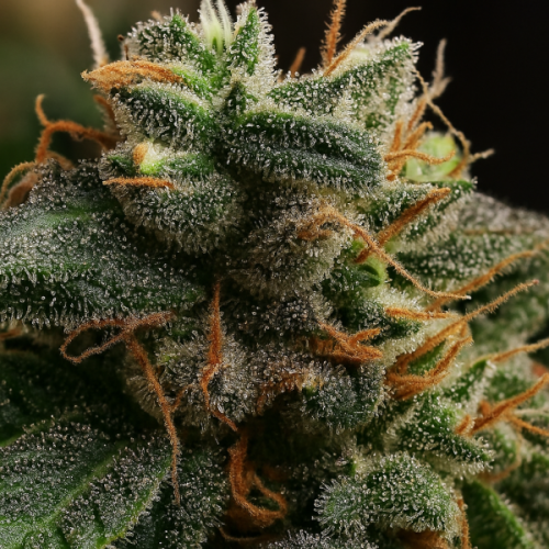 Propaganja Seeds - Bubblerock Auto