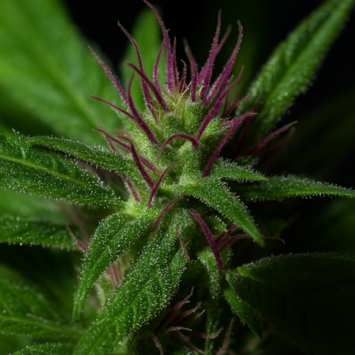 Propaganja Seeds - Gobsmacked Mandarine