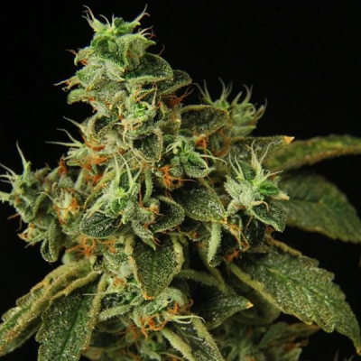 Propaganja Seeds - Special Rum Auto