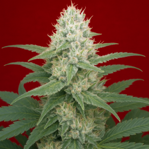 Propaganja Seeds - Werthers Original