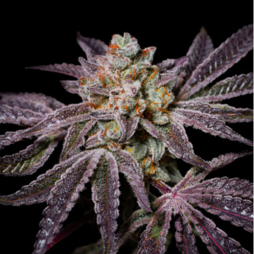 Pure Instinto - Insanity OG