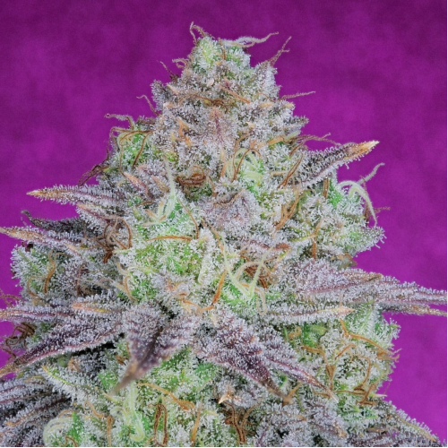 Pure Instinto - King´s Banner