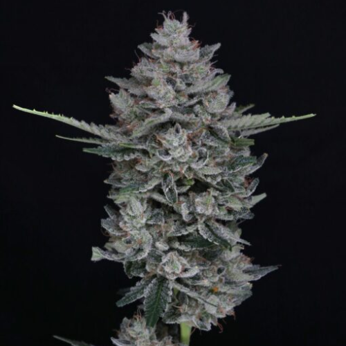 Pure Instinto - MAC2 Auto