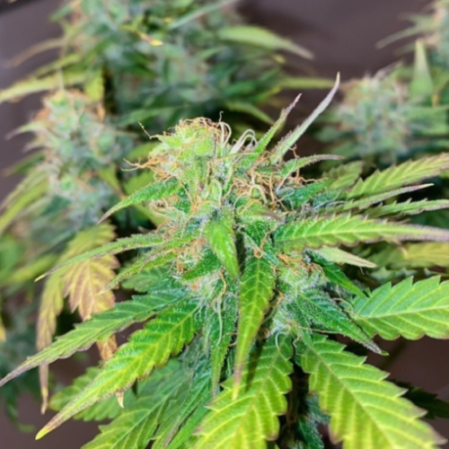 Pure Instinto - Mandarine Cream Auto