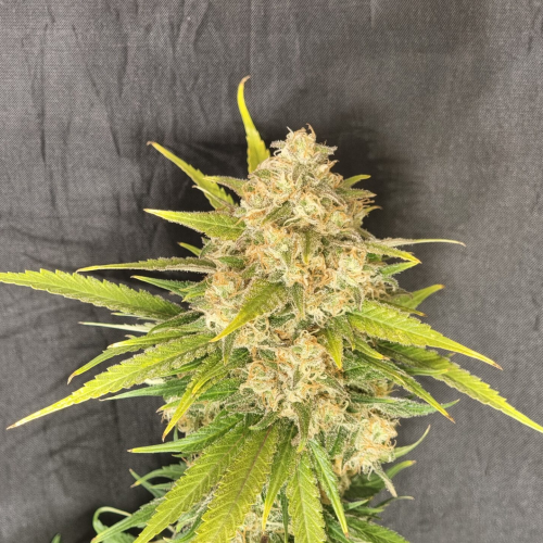 Pure Instinto - Melon Gum