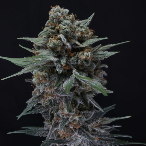Pure Instinto - Alien Snack Auto