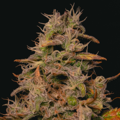 Pure Instinto - Forbidden Fruit Cake