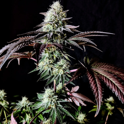 Pure Instinto - Garlic Cookies