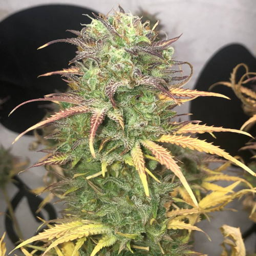Pure Instinto - Girl Scout Kush Auto