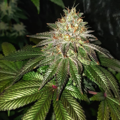 Pure Instinto - Gorilla Cookies