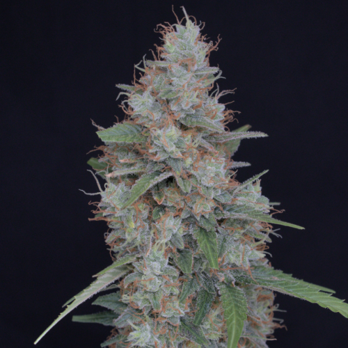 Pure Instinto - Honeyed Cream Dream