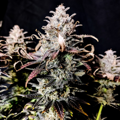 Pure Instinto - Mimosa