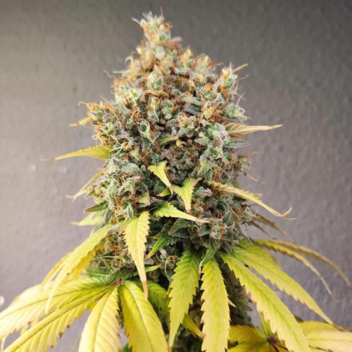 Pure Instinto - Smoothie