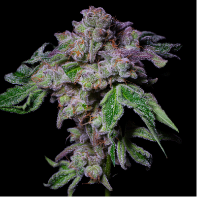 Pure Instinto - Sour Aloha