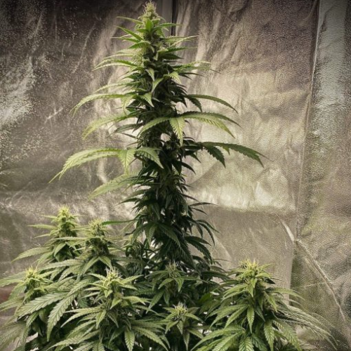 Pure Instinto - Strawberry Shortcake Auto