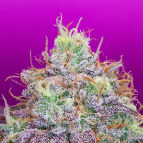 Pure Instinto - Watermelon Zkittles