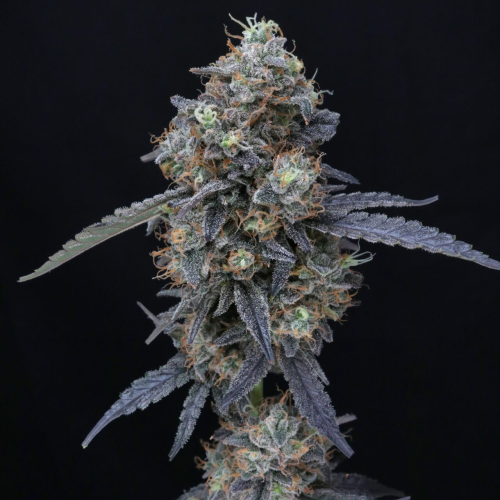 Pure Instinto - Minty Grape Kush