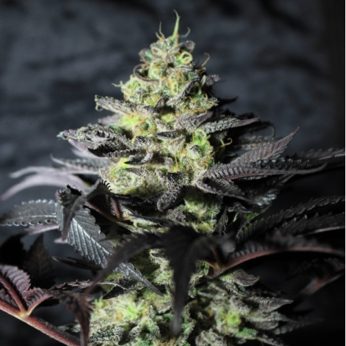 Pure Instinto - Peanut Butter Cookies