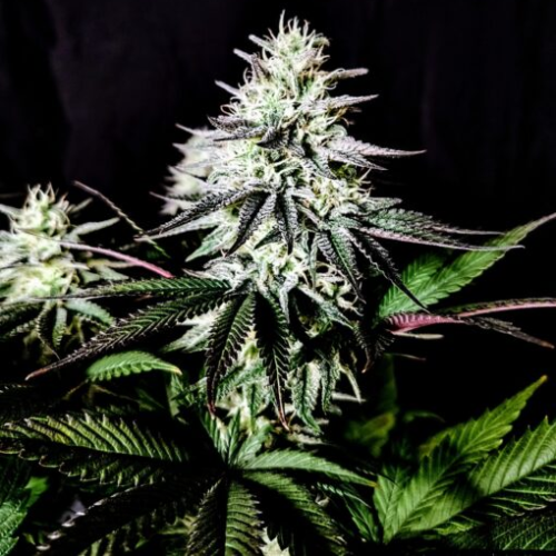 Pure Instinto - Pure Ice Cream