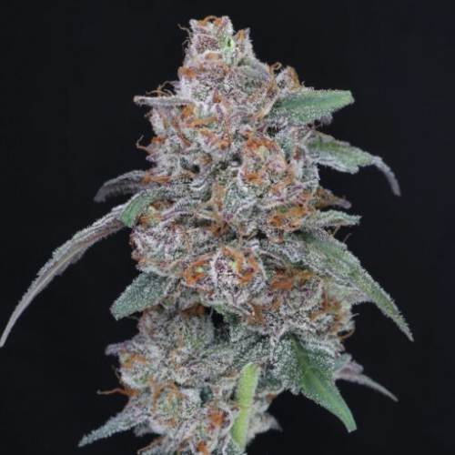 Pure Instinto - SherBacio OG Auto