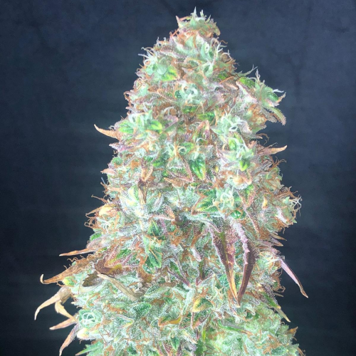 Pure Instinto - Shiskaberry